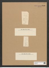 Fragilaria nitzschioides Grun. (de-Toni-Nr.: Genus 73, Species 2795) Zeichnungen Sammlung Grunow Nr. 5715 (NHMW-BOT-W0374105)